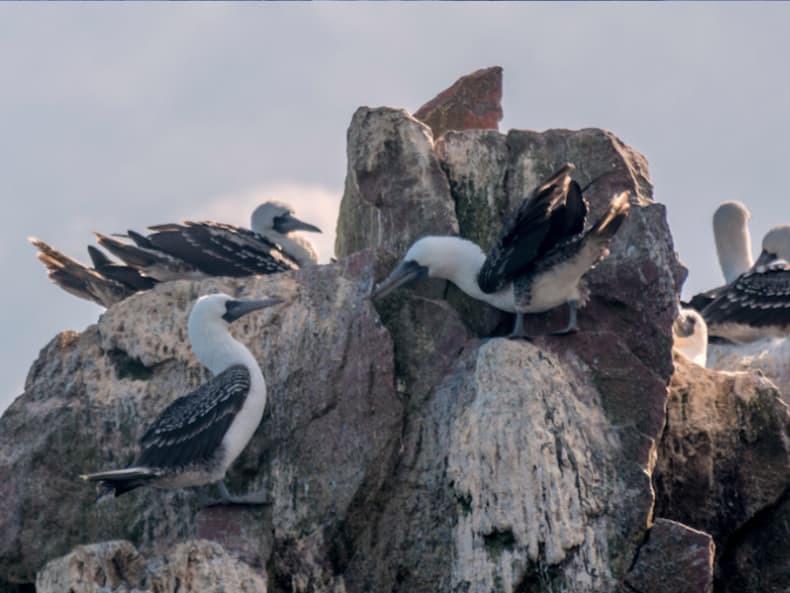 Aves marinas en las Islas Ballestas