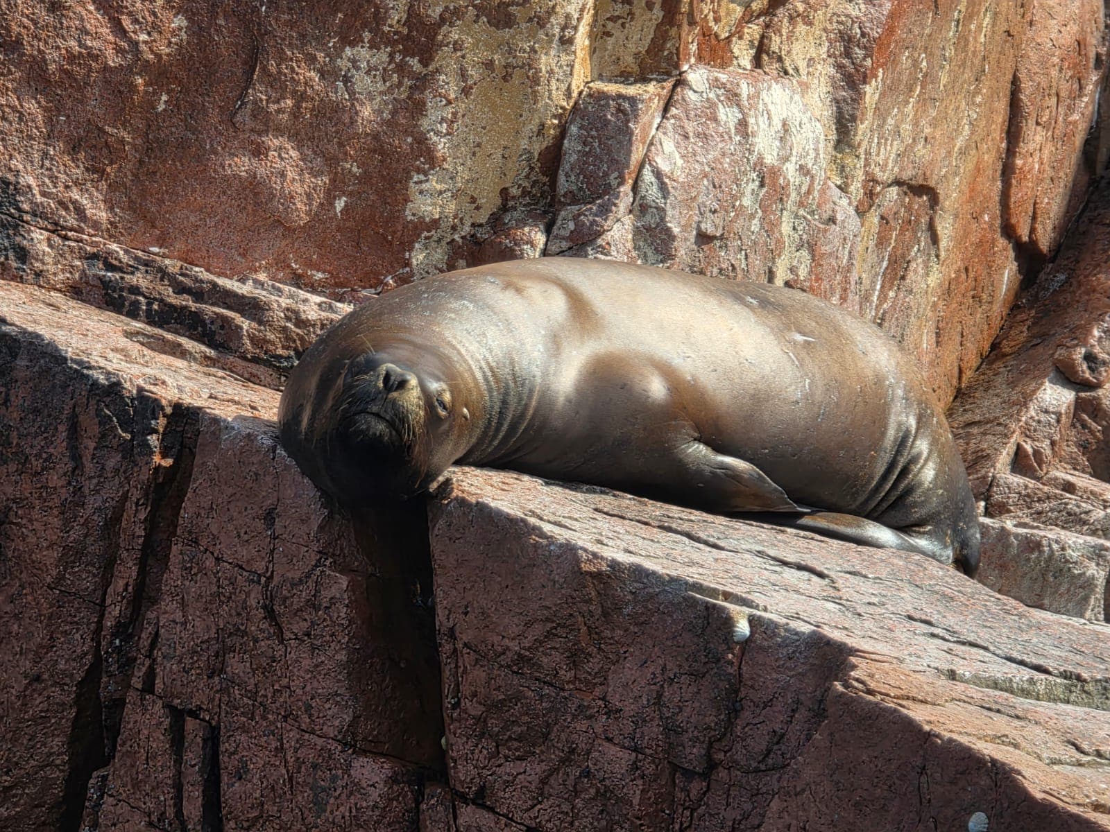 Lobo marino descansando sobre las rocas de las Islas Ballestas