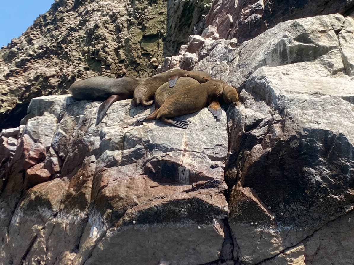 Lobos marinos descansando sobre las rocas de las Islas Ballestas en Paracas