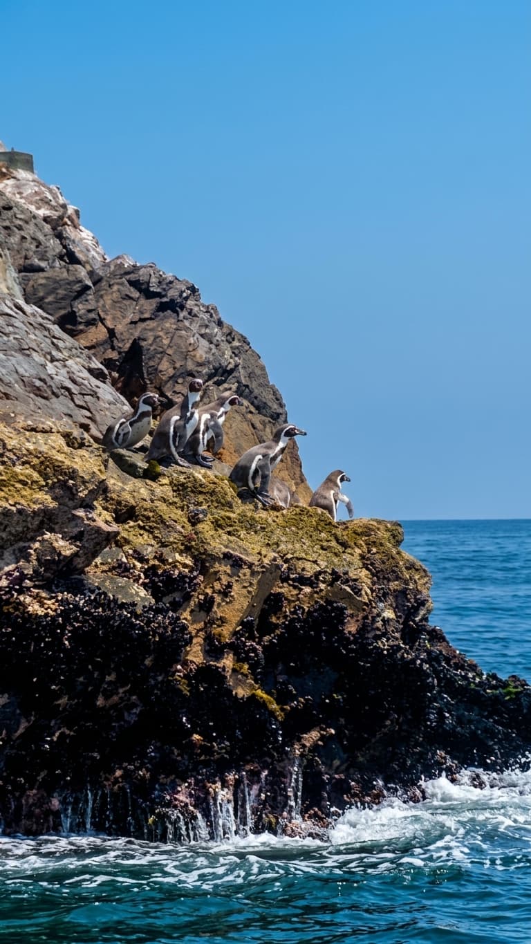 Pingüinos de Humboldt en las Islas Ballestas